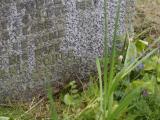 image of grave number 659081